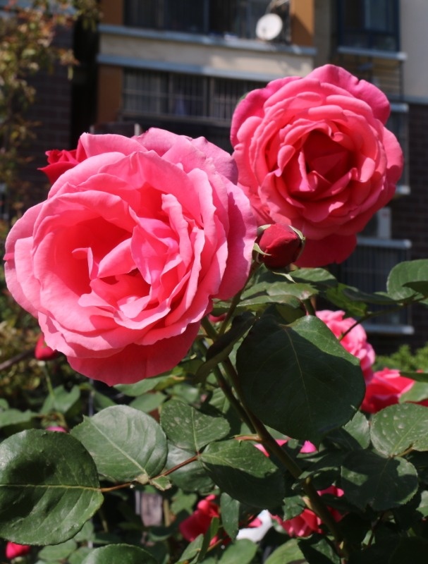 春暖花开，繁花与共丨胜利路万佳物业致力于打造花园式小区...(图8)