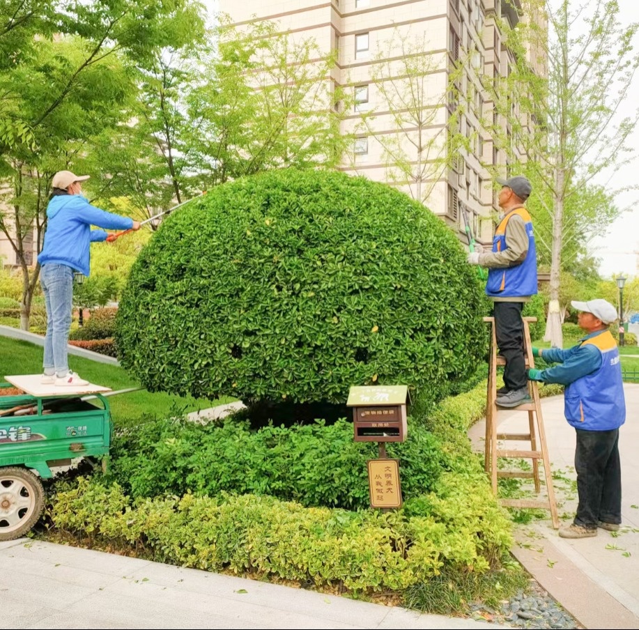 兰庭物业景观焕新提升行动 扮靓园区喜迎双节(图9)